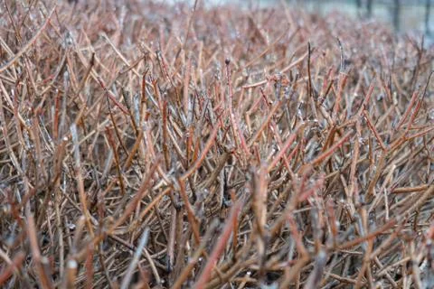 Brown branches of bushes, covered with a thin layer of ice, ice, pre-winter,  Stock-Fotos
