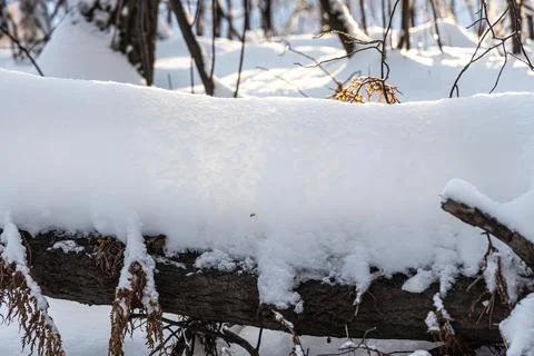 Brown branches fallen trees covered with white fluffy snow are in winter day Foto stock
