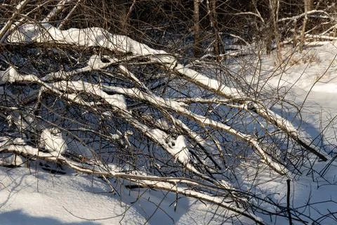 Brown branches fallen trees covered with white fluffy snow are in winter day Stock Photos