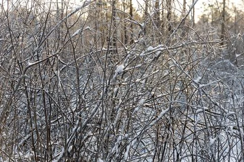 Brown branches fallen trees covered with white fluffy snow are in winter day Stock Photos