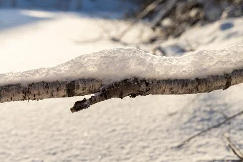 Brown branches fallen trees covered with white fluffy snow are in winter day Fotos de archivo