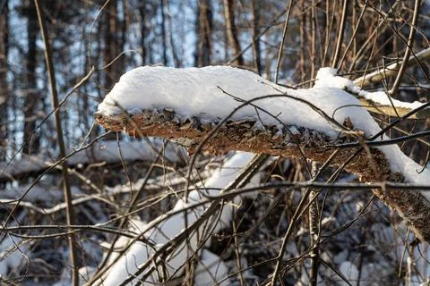 Brown branches fallen trees covered with white fluffy snow are in winter day Stock Photos