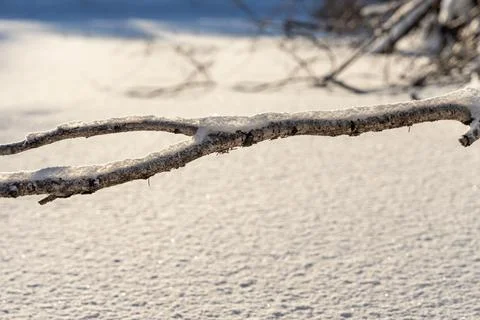 Brown branches fallen trees covered with white fluffy snow are in winter day 스톡 사진