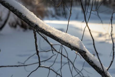 Brown branches fallen trees covered with white fluffy snow are in winter day Stock Photos