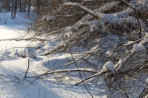 Brown branches fallen trees covered with white fluffy snow are in winter day Stock Photos