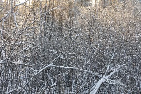 Brown branches fallen trees covered with white fluffy snow are in winter day Fotos Stock