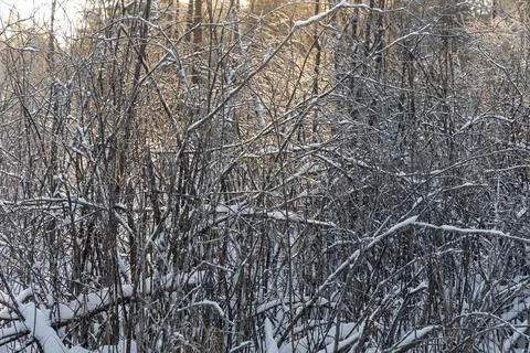 Brown branches fallen trees covered with white fluffy snow are in winter day Stock Photos