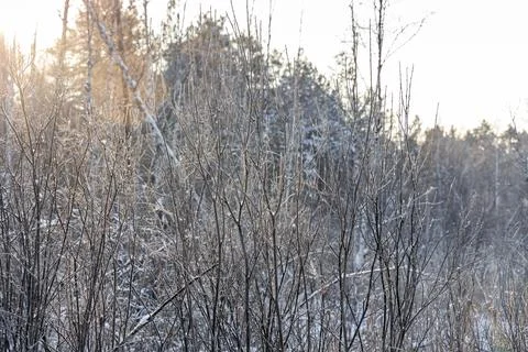 Brown branches fallen trees covered with white fluffy snow are in winter day Fotos Stock