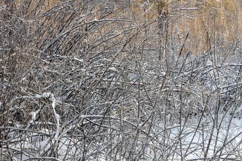 Brown branches fallen trees covered with white fluffy snow are in winter day Stock Photos