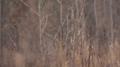 Brown branches Video stock 104975934