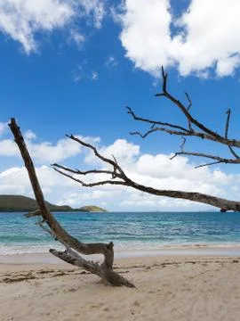 Brown branches Stock Photos