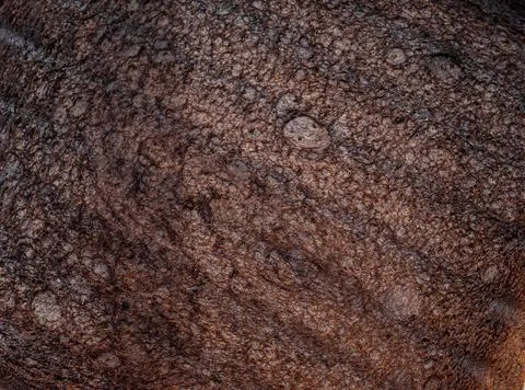  brown bread Stockfoto's