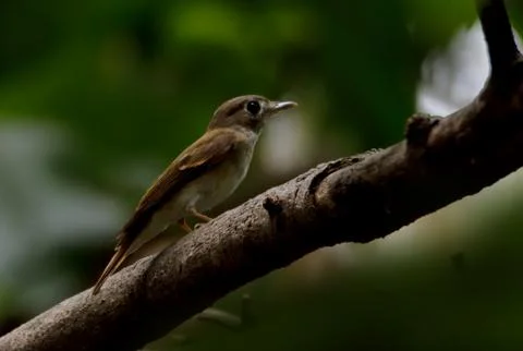 Brown breasted flycatcher Stock Photos
