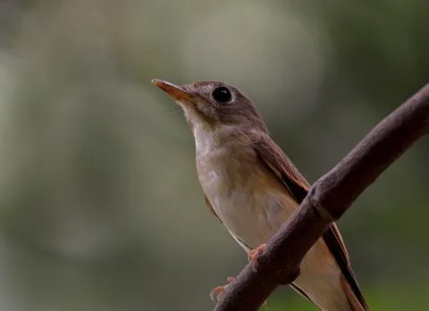 Brown breasted flycatcher Stock Photos