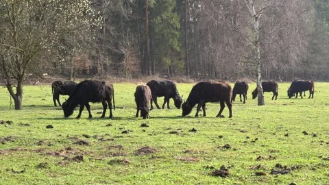 Brown bred water buffalos grazing on pasture on a sunny day in spring Stock Footage 246309930