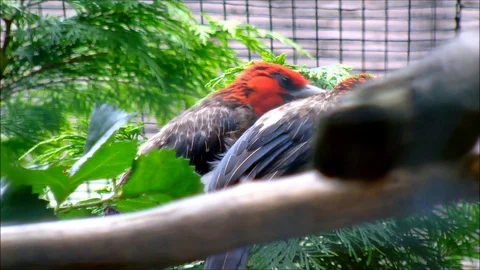 Brown brested Barbets cleaning each other Stock Footage 91375879