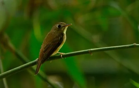 Brown brested flycatcher Stock Photos