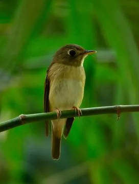 Brown brested flycatcher Stock Photos