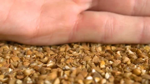 Brown buckwheat close-up. Stock Footage 103137936