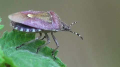 Brown Bug beetle insect macro Stock Footage 38962630