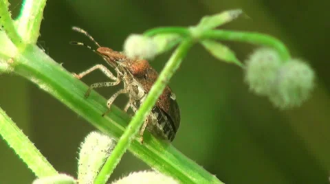 Brown Bug beetle insect macro Stock Footage 38962667