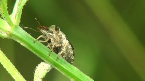 Brown Bug beetle insect macro Stock Footage 38962702