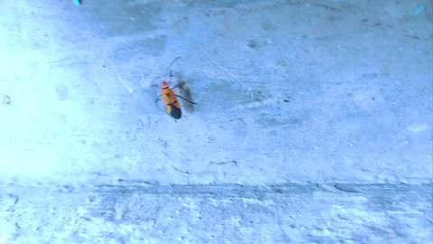 Brown Bug on Blueish Textured Wall Stock-Footage 290168996