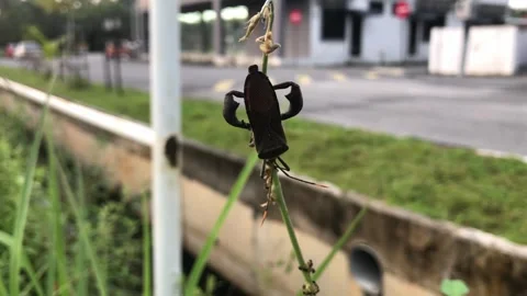 Brown bug clip Stock Footage 273012923