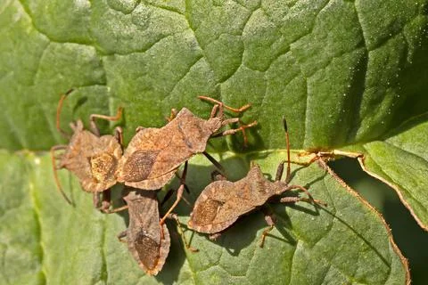 Brown bug close-up on a leaf Stock Photos