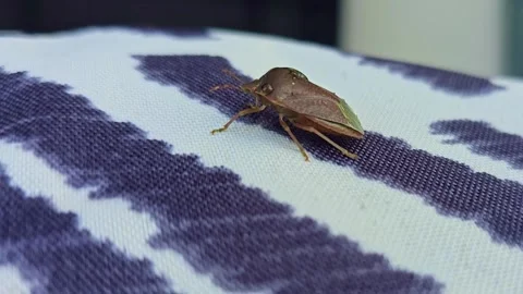 Brown bug crawling on outdoor fabric Stock Footage 328999334