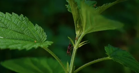 Brown bug descending plant Stock Footage 299282515
