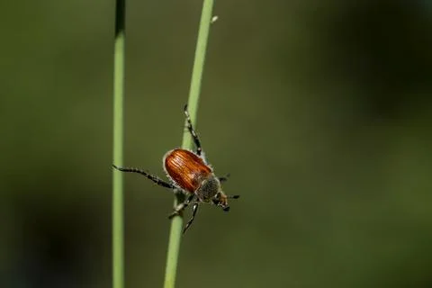 A brown bug is on a green stem Stock-Fotos