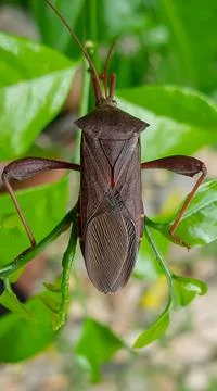Brown bug hanging on plant stems Stock Photos