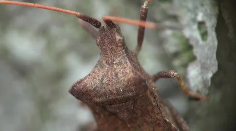 Brown Bug insect macro Stock Footage 38661420