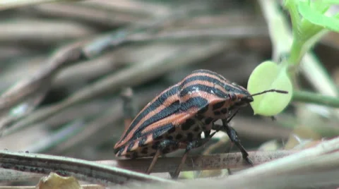 Brown Bug insect macro Stock Footage 38663908
