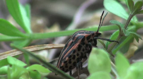Brown Bug insect macro Stock Footage 38664094