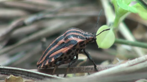 Brown Bug insect macro Stock Footage 38664243