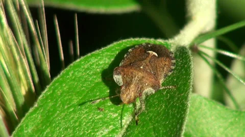 Brown Bug insect macro Stock Footage 38783208