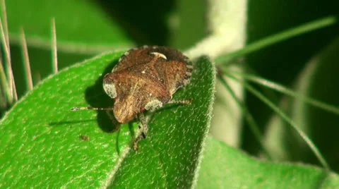 Brown Bug insect macro Stock Footage 38783276