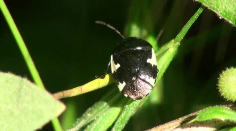 Brown Bug insect macro Stock Footage 38783342