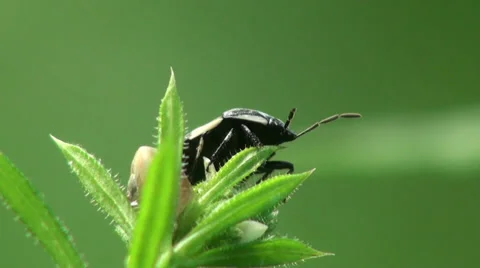 Brown Bug insect macro Stock Footage 38783418