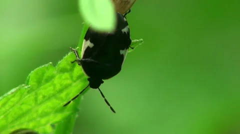 Brown Bug insect macro Stock Footage 38783496