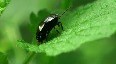Brown Bug insect macro Stock Footage 38783579
