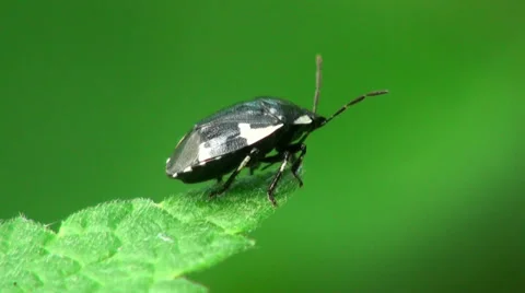 Brown Bug insect macro Stock Footage 38783674