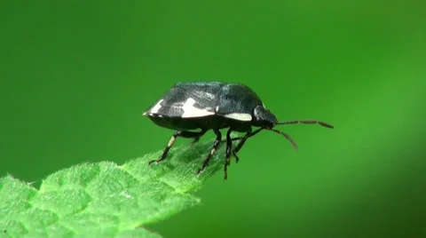 Brown Bug insect macro Stock Footage 38783727