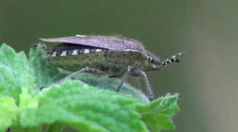 Brown Bug insect macro Stock Footage 38962575