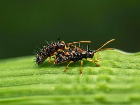 Brown bug insects mating on the green leaf in the wild,Macro view. Stock Photos