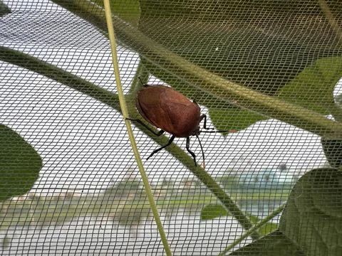Brown Bug on Mesh Screen, Close-Up Insect Study, Nature Photography Stock-Fotos