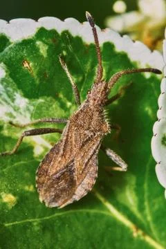 Brown bug Stock Photos