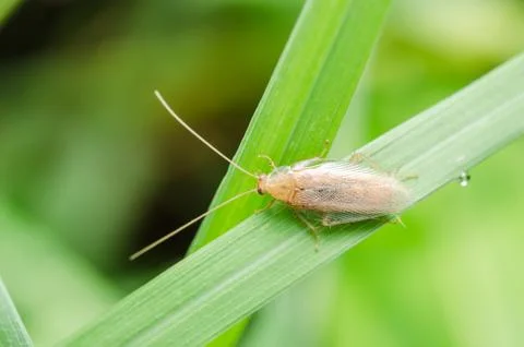 Brown bug Stock Photos